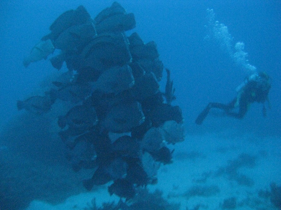 Dive Photos/2009-07 Great Barrier Reef/img_0911.jpg